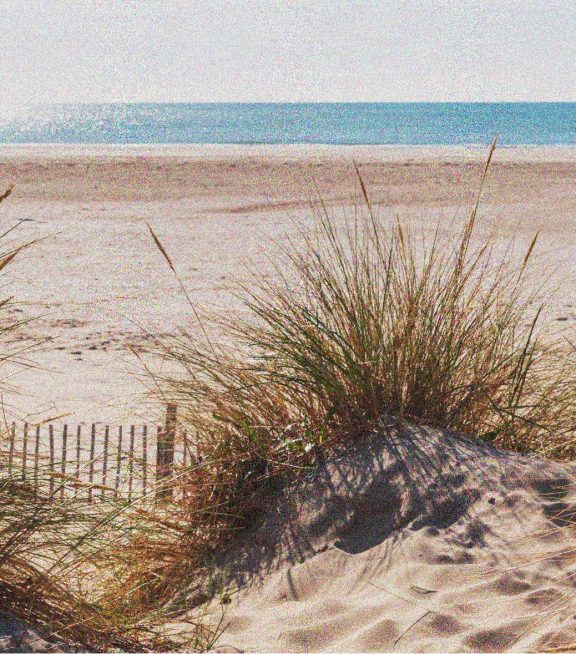 Strandtent IJmuiden Driftwood Beach